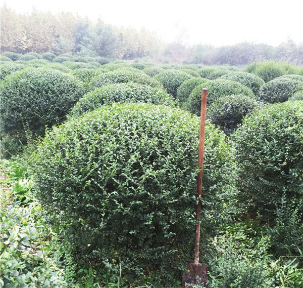 k8凯发(中国)天生赢家·一触即发